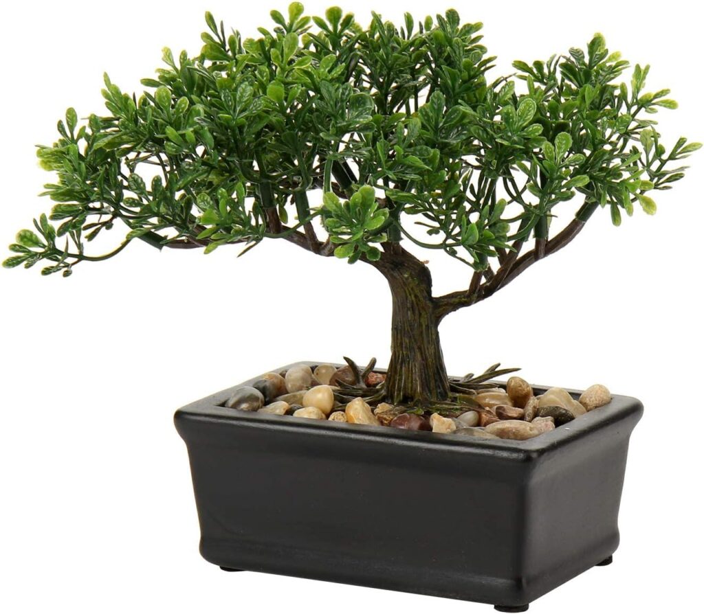 bonsai falso